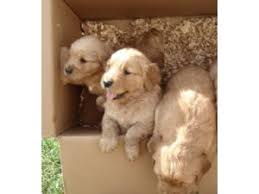 Adopt a golden retriever puppy today! Golden Retriever Puppies In Illinois