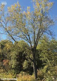There are many fast growing privacy trees in iowa, which will quickly grow after initial planting to clear lake. Fastest Forest 5 Quick Growing Trees To Plant Dnr News Releases