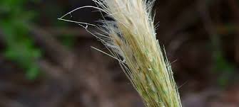 Image result for Bothriochloa radicans