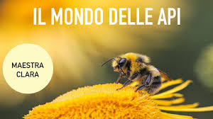 Abbiamo raccolto in questo articolo alcuni tutorial trucco di carnevale per bambini. Scienze Il Mondo Delle Api Youtube