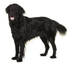 5,018 likes · 12 talking about this. Flat Coated Retriever Rassebeschreibung Purina