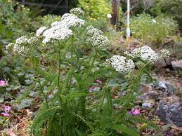 Common Yarrow Sonoma Coast Achillea Millefolium California Native Plants Achillea Millefolium Achillea