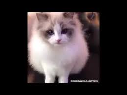 Fresh Baked Skippidy Paps With Funny Cats Cat Voice Overs And Dubs Cutesypooh Cat Voice Funny Cats Cats