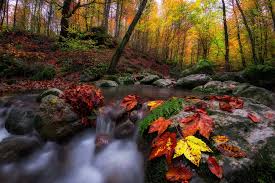 Check spelling or type a new query. Autumn Forest Stream Hd Wallpaper Background Image 2000x1335