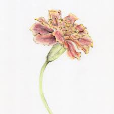 Easy drawing tutorials for beginners, learn how to draw animals, cartoons, people and comics. Marigold Original Botanical Drawing Carmen Hui Art Illustration