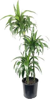 Image result for Dracaena laxissima