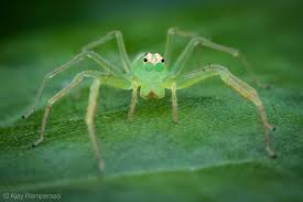 Image result for Mikaniopsis usambarensis