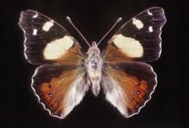 Image result for Primrose Yellow 1958 Admiral