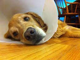 How To Care For Your Dog S Stitches After Surgery