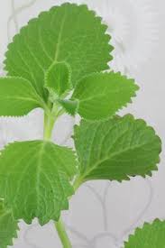 Jamaika Thymian Plectranthus Coleus Amboinicus Heilpflanzen Pflanzenblatter Pflanzen