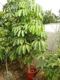 澳洲鸭脚木是什么植物 悟空问答 plants this or that questions