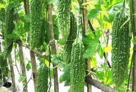 Jenis budidaya tanaman pangan lainnya yang mudah dan juga menguntungkan adalah bawang merah. 10 Cara Lengkap Dan Mudah Budidaya Pare Menguntungkan Tanaman Ide Berkebun Petani
