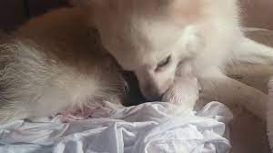 Japanese Spitz Giving Birth 5 Puppies Youtube