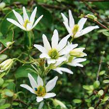 Zinnias are popular flowers for vegetable gardens, where they lure bees to visit and pollinate vegetables with less showy flowers, like tomatoes and beans. 8 Native Plants That Pollinators Love Stuff Co Nz