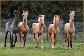 Trigger is a palomino tennessee walking gelding. Home A Walking Horse Ranch