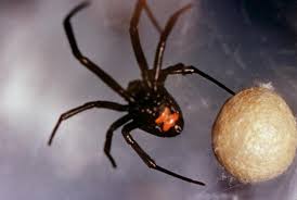 Recognize a bite from a black widow spider. Black Widow Spider Bite