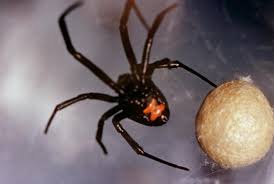A black widow bite usually feels like a pinprick, though some individuals feel nothing at all. Black Widow Spider Bite