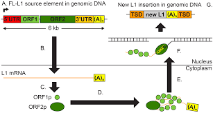 Get it, because karl left her a message for when she woke up in the morning. Viruses Free Full Text The Role Of Somatic L1 Retrotransposition In Human Cancers Html