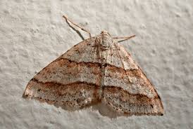 Image result for Mesotype parallelolineata