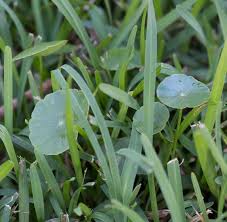 Dollarweed spreads by seed and rhizomes. Gaia Garden Dollarweed What Good Is It