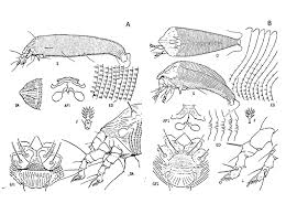 Image result for Calepitrimerus vitis