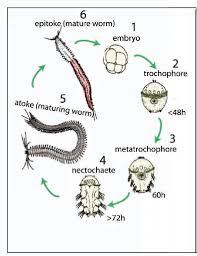 The Platynereis life cycle The fertilized eggs develop via spiral... | Download Scientific Diagram
