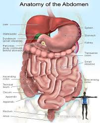 Pin On Human Anatomy