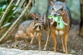 A tiny mouse deer the same size as a pencil has been born at bristol zoo. Mouse Deer Zooborns