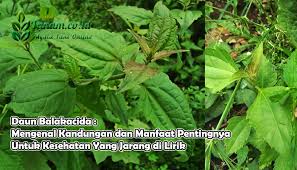 Zhao wei yi model china bugil. Daun Balakacida Mengenal Kandungan Dan Manfaat Penting Untuk Kes