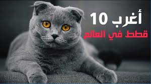 كيف تتوقف القطط عن سلوك الخدش والعض Youtube
