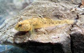 Image result for Cincinnobotrys