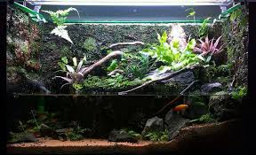 15g Paludarium Journal Page 2 Amazing Aquariums Water Terrarium Aquatic Turtle Habitat