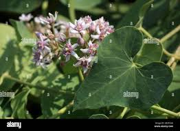 Image result for Cynanchum