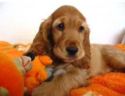 Image result for anglický kokršpaněl