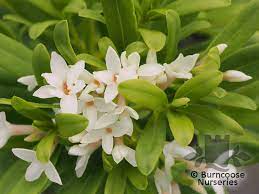 Check spelling or type a new query. Daphne X Transatlantica Eternal Fragrance From Burncoose Nurseries