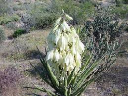 Image result for Lactuca imbricata