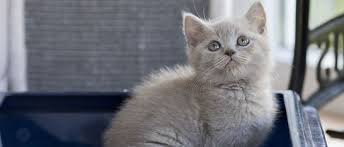 Une tragédie entamée il y a bien longtemps. Guide De Proprete Du Chat Tous Nos Conseils Guide Chat Animalis