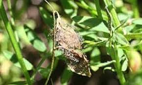 Botrytis Cinerea ile ilgili gÃ¶rsel sonucu