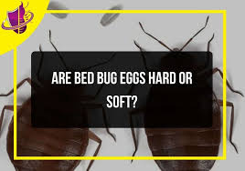 Image result for bed bugs eggs