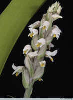 Image result for Zeuxine elongata