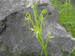 Image result for Habenaria cirrhata