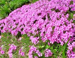 Pianta sempreverde con fiori lilla. Phlox Come Curare E Coltivare La Vostra Phlox