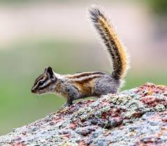 Maybe you would like to learn more about one of these? Squirrels And Chipmunks Rocky Mountain National Park U S National Park Service
