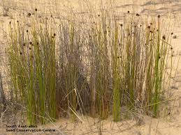 Image result for Ficinia