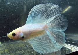 Item Fwbettasdt1448923682 Blub The Betta White Double Tail Male Betta 315 Ends Mon Nov 30 2015 04 48 02 Pm Cdt Betta Fish Pet Pets