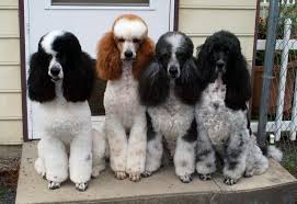 Black And White Tuxedo Standard Poodle Poodle Blogger Poodle Dog Standard Poodle Parti Poodle