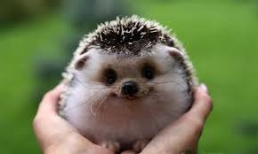 Pin On Too Effing Cute