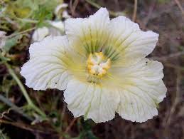 Image result for Momordica repens