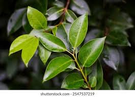 Image result for Ligustrum lucidum
