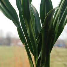 Image result for Ledebouria marginata